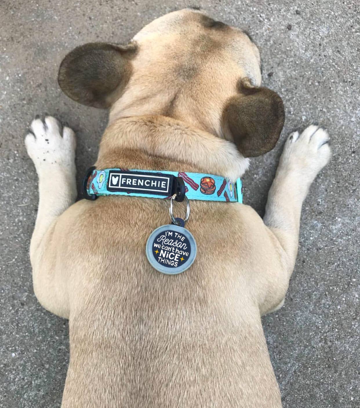 Bad Tags - Personalized Dog ID Tag Charm - Can't Have Nice Things